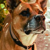 Mi proyecto del curso: Fotografía lifestyle de perros Ein Projekt aus dem Bereich Fotografie, Porträtfotografie, Fotografie für Instagram, Dokumentarfotografie, Lifest und le-Fotografie von Marcos Martínez - 05.10.2023