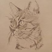 Mi proyecto del curso: Dibujo naturalista de animales con grafito. Traditional illustration, Pencil Drawing, Drawing, and Naturalistic Illustration project by reuhtte - 10.05.2023