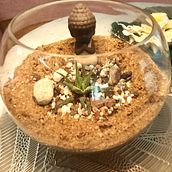 My project for course: Plant Art: Create Your Own Open Terrarium  Ein Projekt aus dem Bereich Innendesign und Blumen- und Pflanzendesign von rutuja_phalak22 - 05.10.2023