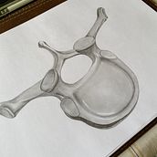 My project for course: Intro to Anatomy Drawing with Graphite Pencil. Un progetto di Belle arti, Disegno a matita, Disegno, Disegno realistico e Disegno anatomico di Daniela Muñoz Alarcon - 08.10.2023