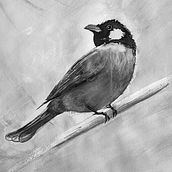 Bulbul. Painting project by Ali Alwayel - 10.09.2023