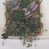 Mi proyecto del curso: Diseño y creación de composiciones botánicas. Een project van Interieurontwerp, L, scaping,  Interieurdecoratie, DIY y Bloem- en plantenschikken van PATRICIA GOMEZ - 10.10.2023