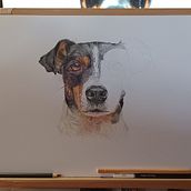 Mi proyecto del curso: Retratos de Mascotas en Lápices de Colores. Un proyecto de Ilustración tradicional e Ilustración naturalista				 de Nines López Ballester - 10.10.2023