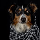 Mi proyecto del curso: Introducción a la fotografía de perros. Fotografia, Fotografia de retrato, Fotografia de estúdio, Fotografia documental, Fotografia Lifest, le, e Fotografia de interiores projeto de Mónica Vega - 11.10.2023