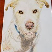 Mi proyecto del curso: Retratos de Mascotas en Lápices de Colores. Een project van Traditionele illustratie y Naturalistische illustratie van Edna Margarita Pava Rojas - 11.10.2023