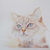 Il mio progetto del corso: Ritratto di animali da compagnia con matite colorate Ein Projekt aus dem Bereich Traditionelle Illustration und Naturalistische Illustration von Cristina Careddu - 12.10.2023