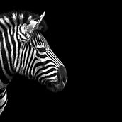 Nessuno. Un progetto di Design di Patric Mazzetta - 02.01.2021