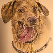 Mi proyecto del curso: Retratos de Mascotas en Lápices de Colores. Traditional illustration, and Naturalistic Illustration project by sinera2013 - 10.12.2023