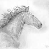 Mein Abschlussprojekt für den Kurs: Realistische Tierbilder in Graphitstift Ein Projekt aus dem Bereich Bildende Künste, Bleistiftzeichnung, Zeichnung, Realistische Zeichnung und Naturalistische Illustration von ronja_dabronz - 12.10.2023