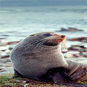 SUNNY, LA FOCA SURFISTA. Animation, Video Games, Game Design, and Game Development project by Gustavo Coronel - 10.09.2023