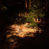 My project for course: Modern Photography in Nature - North Vancouver hike. Photograph, Photograph, Post-production, Social Media, Digital Photograph, Outdoor Photograph, and Photographic Composition project by irinasams1 - 10.15.2023