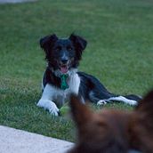 El perro Astor. Projekt z dziedziny Pisanie, Kreat, wność, Stor, telling, Narracja, Literatura faktu, Kreat, wne pisanie, Beletr, st i ka użytkownika Román Amateis - 16.10.2023