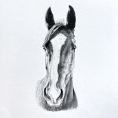 Pet Portraits. Portrait Drawing project by Alison Tubritt-Roberts - 10.19.2023