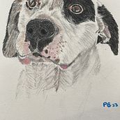 My project for course: Pet Portraits in Colored Pencils. Traditional illustration, and Naturalistic Illustration project by Paulina Contreras - 10.13.2023