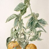 ACQUERELLO BOTANICO. Watercolor Painting, and Traditional illustration project by NICOLE BRENNA - 10.22.2023