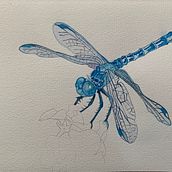 My project for course: Watercolor for Products: Sell Your Art dragonfly and butterfly. Watercolor Painting, Artistic Drawing, Botanical Illustration, and Naturalistic Illustration project by Ingrid - 10.23.2023