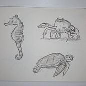 Sealife. Traditional illustration, Drawing, and Sketching project by btrizg - 08.20.2023