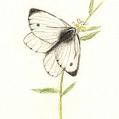 Mariposas y abejas. Traditional illustration, Sketching, Drawing, and Pencil Drawing project by btrizg - 10.17.2023