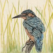 My project for course: Naturalist Illustration with Ballpoint Pen - Common Kingfisher. Traditional illustration, Drawing, Realistic Drawing, and Naturalistic Illustration project by Richa Kedia - 10.24.2023