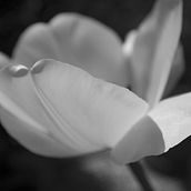 Black and withe flowers. Photograph project by Annalisa Conti - 10.25.2023