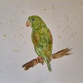 Meu projeto do curso: Técnicas expressivas de aquarela para ilustração de pássaros . % Gislaine Vogel tarafından hazırlanan Geleneksel illüstras, on, Sulubo, a Resim, Gerçekçi Çizim, Doğalcı İllüstras, Ve on projesi - 10.25.2023