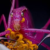 Fotografia de aves y macro. Un proyecto de Fotografía de Luis Fernando Suarez Gallego - 31.10.2023