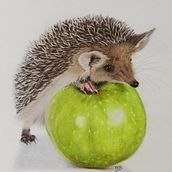 Hedgehog . % almavanluttikhuizen tarafından hazırlanan Kalem Çizimi, Ve Çizim projesi - 11.01.2023