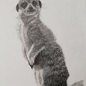 Meerkat . % almavanluttikhuizen tarafından hazırlanan Kalem Çizimi, Ve Çizim projesi - 11.01.2023