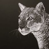 Ilustración naturalista con scratchboard. Un proyecto de Ilustración tradicional, Bellas Artes, Dibujo, Ilustración con tinta, Ilustración naturalista				 y Grabado de Cecilia Astudillo - 27.10.2023