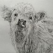 My project for course: Naturalistic Animal Drawing with Graphite Pencil. Un proyecto de Ilustración tradicional, Dibujo a lápiz, Dibujo e Ilustración naturalista				 de marieclaire98 - 06.04.2024