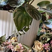 Wedding Flowers. Writing, Creativit, Stor, telling, Narrative, Non-Fiction Writing, and Creative Writing project by Barbara Steinhauser - 11.05.2023