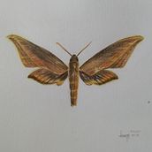 Mariposas. Ilustração tradicional, Artes plásticas, Desenho, e Desenho a lápis projeto de Kenya Lacruz - 03.11.2023