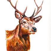 My project for course: Expressive Animal Portraits in Watercolor. Projekt z dziedziny Trad, c, jna ilustracja, Malowanie akwarelą, R, sunek realist, czn, Ilustracja naturalist i czna użytkownika suzij - 02.11.2023