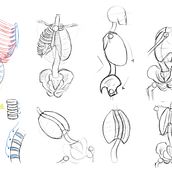 My project for course: Anatomical Drawing of Limbs, Hands and Feet. Een project van  Beeldende kunst,  Schetsen, Tekening met potlood,  Tekening,  Portrettekening, Realistische tekening,  Artistieke tekening, Sketchbook, Anatomisch tekenen y  Illustratie met inkt van Serena Sawalha - 04.11.2023