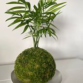 My project for course: Kokedamas: Create Natural Moss Pots . Arts, Crafts, Interior Design, L, scape Architecture, Decoration, DIY, Floral, and Plant Design project by robinson_ness - 11.06.2023