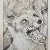Happy Fox, Leopard in Repose, Bandit. Pencil Drawing project by smmcc2013 - 11.06.2023