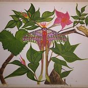 Meu projeto do curso: Ilustração naturalista com guache e aquarela. Fine Arts, Painting, Watercolor Painting, Botanical Illustration, Naturalistic Illustration, and Gouache Painting project by cinemuerte - 04.27.2024