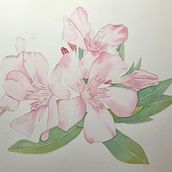 Mi Proyecto del Curso: Acuarela Botánica: Ilustra la Anatomía de las Flores. Traditional illustration, Fine Arts, Painting, Drawing, Watercolor Painting, and Botanical Illustration project by Lidia López León - 11.09.2023