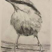 My project for course: Artistic Watercolor Techniques for Illustrating Birds. Traditional illustration, Watercolor Painting, Realistic Drawing, and Naturalistic Illustration project by Tina Cannon - 11.12.2023