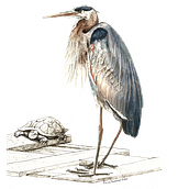 Great Blue Heron Illustration. Un progetto di Illustrazione tradizionale, Disegno realistico e Illustrazione naturalistica di Susannah Fisher - 06.11.2023