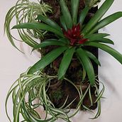 Indoor Plantscapes. Design project by Jolene Bosworth - 11.14.2023