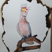 Global Boiling Major Mitchel Cockatoo becoming endangered due to bushfires in Australia. Arts, Crafts, and Watercolor Painting project by skmc_shop - 11.15.2023