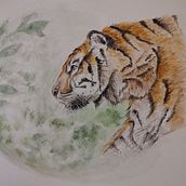 Mein Abschlussprojekt für den Kurs: Ausdrucksstarke Tierporträts in Aquarell. Traditional illustration, Watercolor Painting, Realistic Drawing, and Naturalistic Illustration project by la_chouette - 11.16.2023