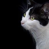 My cat 🐈 . Photograph, Digital Photograph, and Photographic Composition project by camille_coursez - 11.17.2023