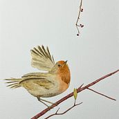 Il mio progetto del corso: Illustrazione naturalistica: acquerello in positivo e negativo. Traditional illustration, Fine Arts, Painting, Drawing, Watercolor Painting, Botanical Illustration, and Naturalistic Illustration project by chiaralalla79 - 11.18.2023