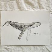 My project for course: Naturalist Illustration Techniques: Whales in Watercolor. Un proyecto de Bellas Artes, Pintura, Pintura a la acuarela e Ilustración naturalista				 de B H - 15.11.2023