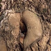 libido. Een project van Fotografie,  Creativiteit y Artistieke fotografie van cantodarvoremflor - 20.11.2023