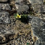 resistindo. Een project van  Creativiteit y Mobiele fotografie van cantodarvoremflor - 20.11.2023