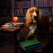Meu projeto do curso: Introdução à fotografia de cachorros. Un projet de Photographie, Photographie de portrait, Photographie de studio, Photographie documentaire, Photographie lifest, le , et Photographie intérieure de Renata Sandres - 21.11.2023