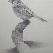 My project for course: Classical Oil Painting for Naturalist Bird Portraiture. Un projet de Beaux Arts, Peinture, Peinture à l'huile et Illustration naturaliste de Marwan Gamal - 21.11.2023